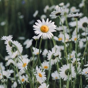 Meet your Posher, Kaylee